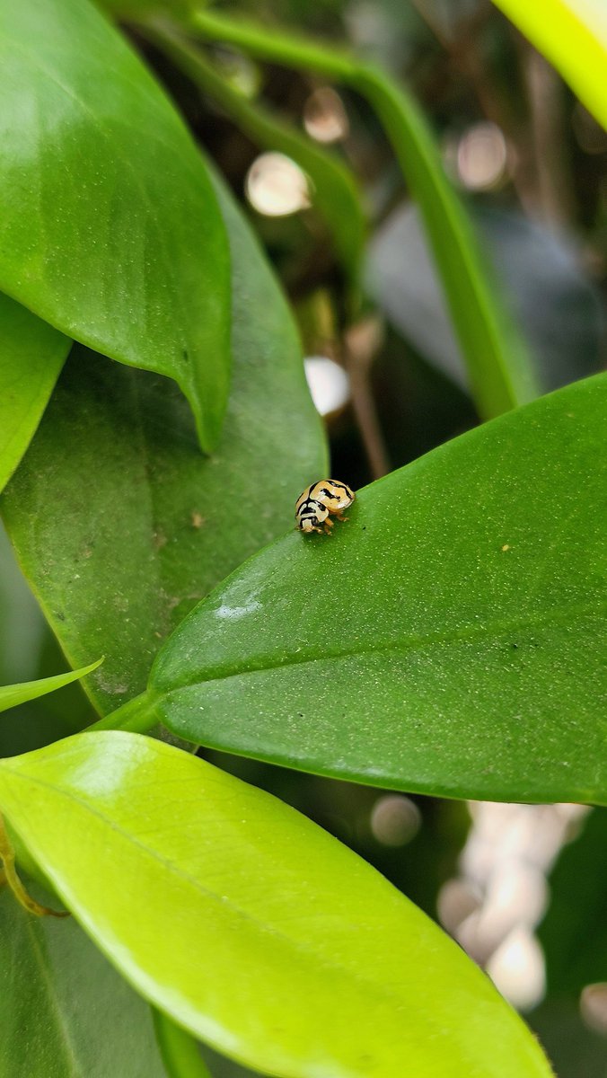 Davinder Singh Kainth tweet media