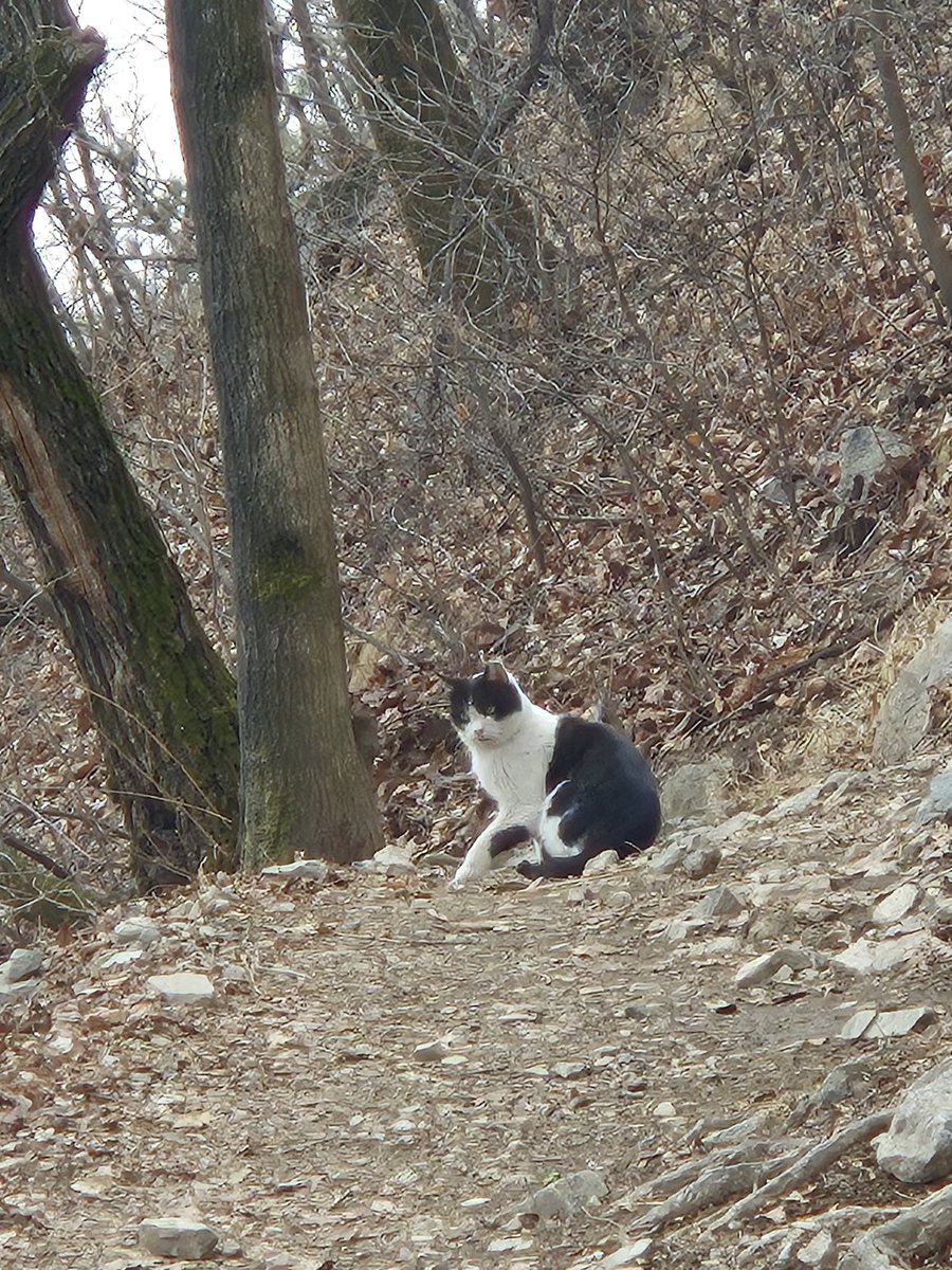 누구 배우님 따라 오레오 냥이 정상 자만추