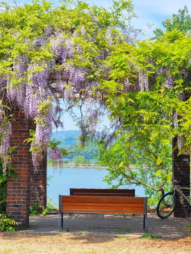 곧 등꽃 구경 하러 가야지 🪻(동네)