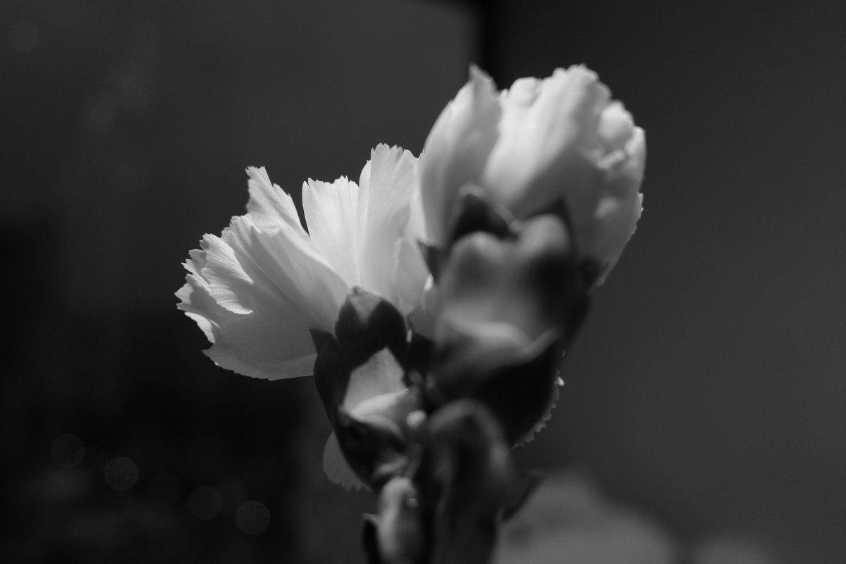 GR4monochrome的画质真细腻