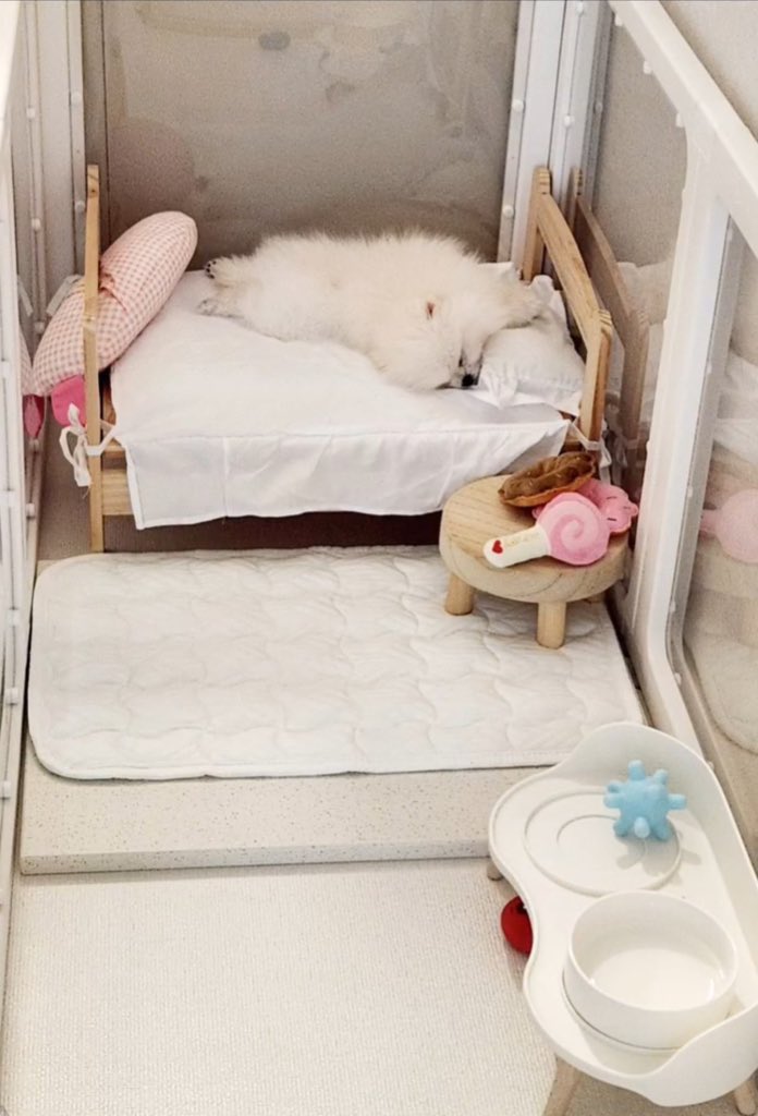 คือชีมีห้องนอนเป็นของตัวเองเลยหละ ปูเตียง ปูผ้า มีหมอน หมอนข้าง ตุ๊กตา ผ้าเช็ดเท้า โต๊ะอาหาร คุณหนูกว่าฉันมาก แคนดี้พี่ขอยืมนอน 1 วันได้ไหม🙏🏻