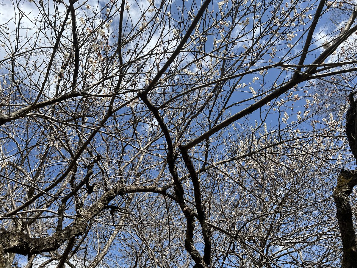 shione_y_info's tweet photo. いよいよ来週末は新潟、佐渡！

みなさんにお会いできるの楽しみにしています https://t.co/iTqOR3Kxx9