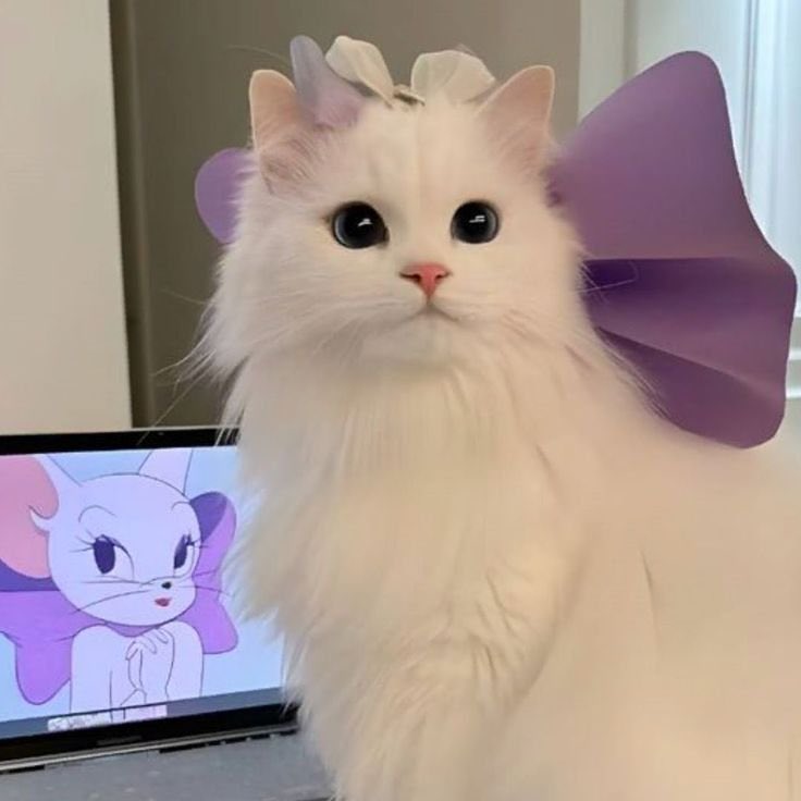 แมวแท้ 100%