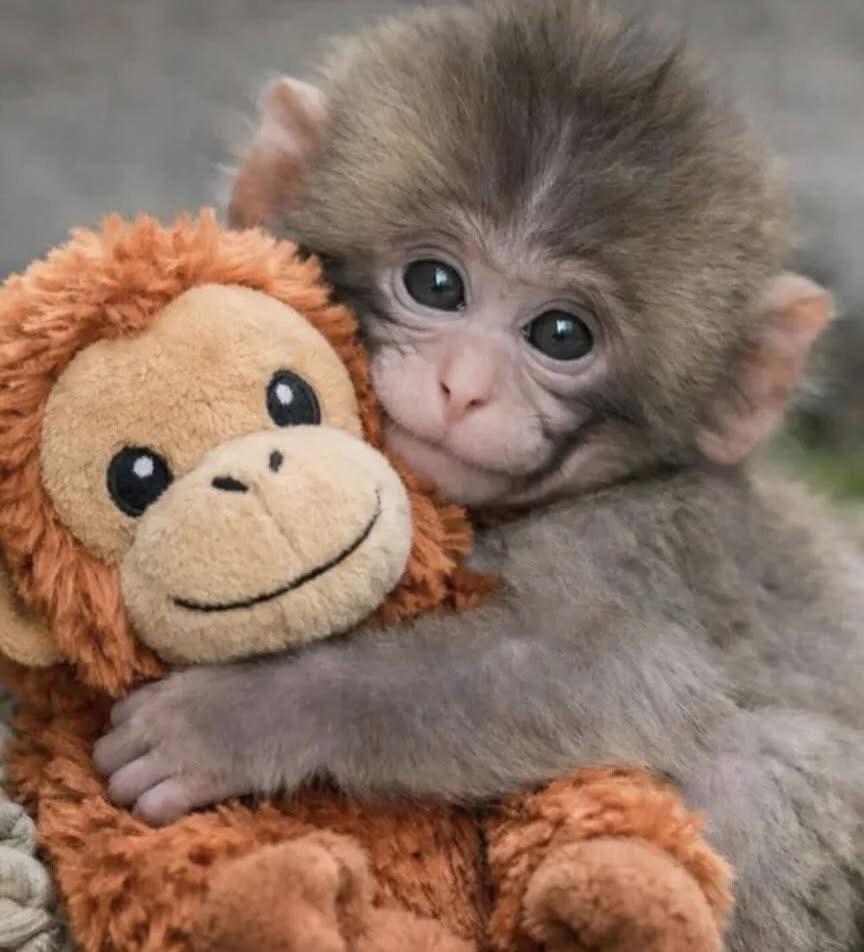 I can’t stop watching Punch. He’s such an inspirational little guy ♥️