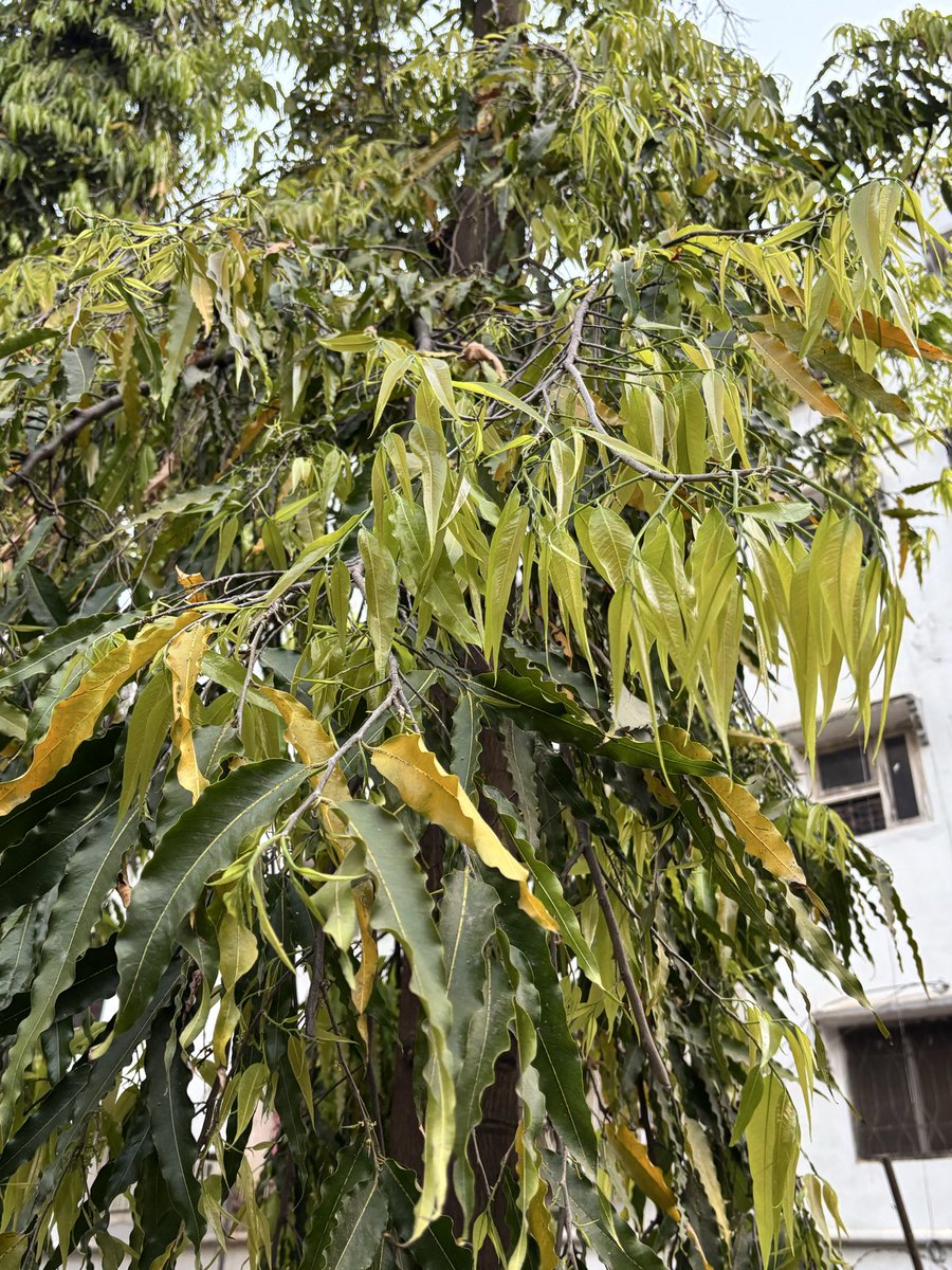 pargaien's tweet image. From lime green to gold, every leaf tells a story of growth and cycle of life . 
Embrace your seasons; even the fade is part of a beautiful new beginning. 🌿✨
#MondayMotivaton 
#MondayMood