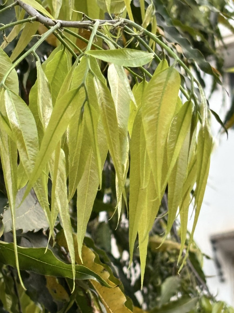 pargaien's tweet image. From lime green to gold, every leaf tells a story of growth and cycle of life . 
Embrace your seasons; even the fade is part of a beautiful new beginning. 🌿✨
#MondayMotivaton 
#MondayMood