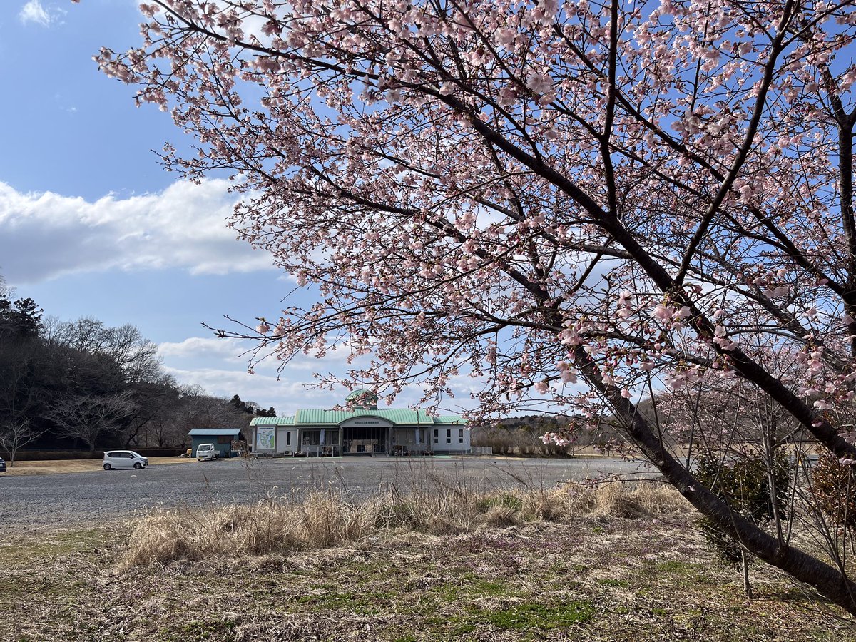 tomoya517's tweet photo. 涸沼自然公園の桜🌸
駐車場を囲む桜は早咲き🌸🌸🌸
2026年3月9日
#いば3ぽ
#茨城町
#涸沼自然公園
#桜 https://t.co/b9YmMIkngR