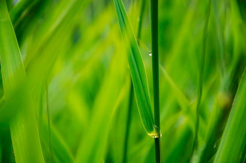 Lake Grass Raindrop

peloblanco-photo.pixels.com/featured/lake-…