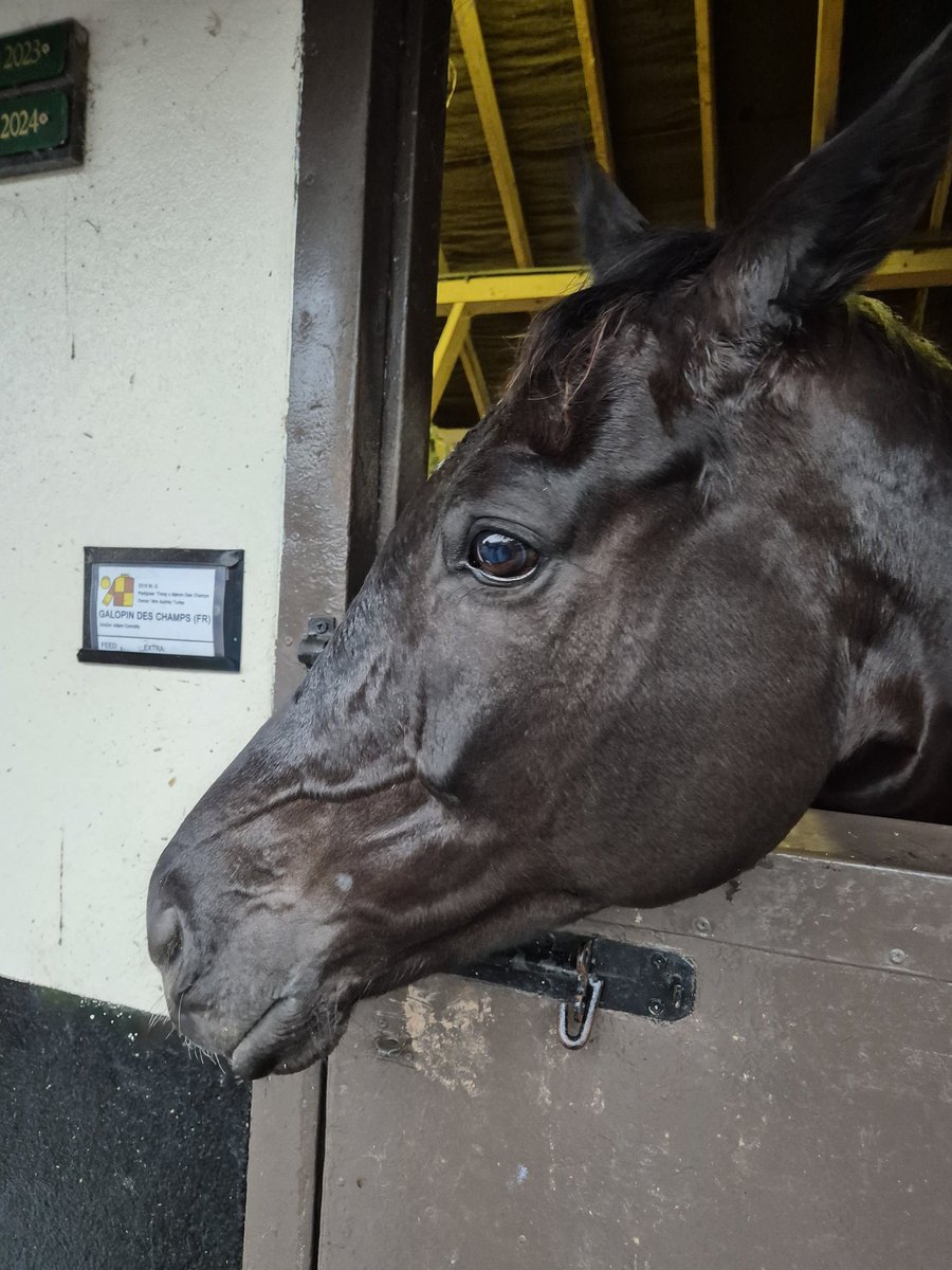 Road To Cheltenham tweet media