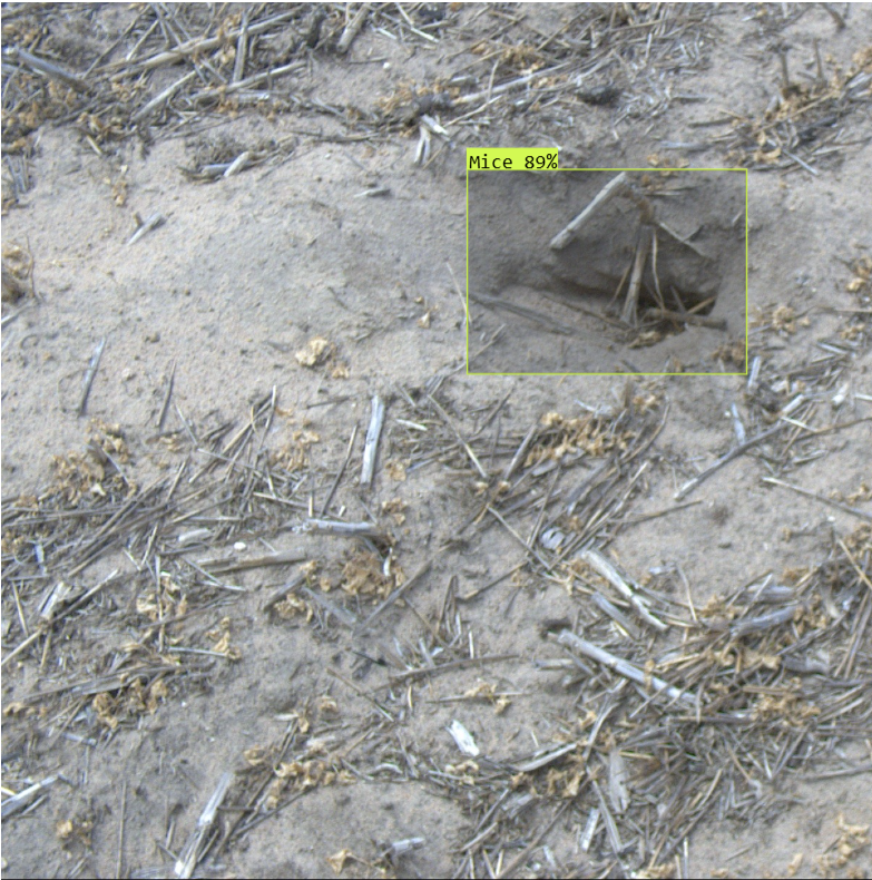 Rain Plaado tweet media