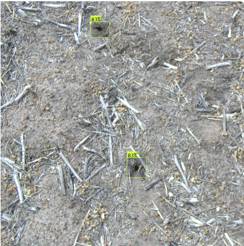 Rain Plaado tweet media