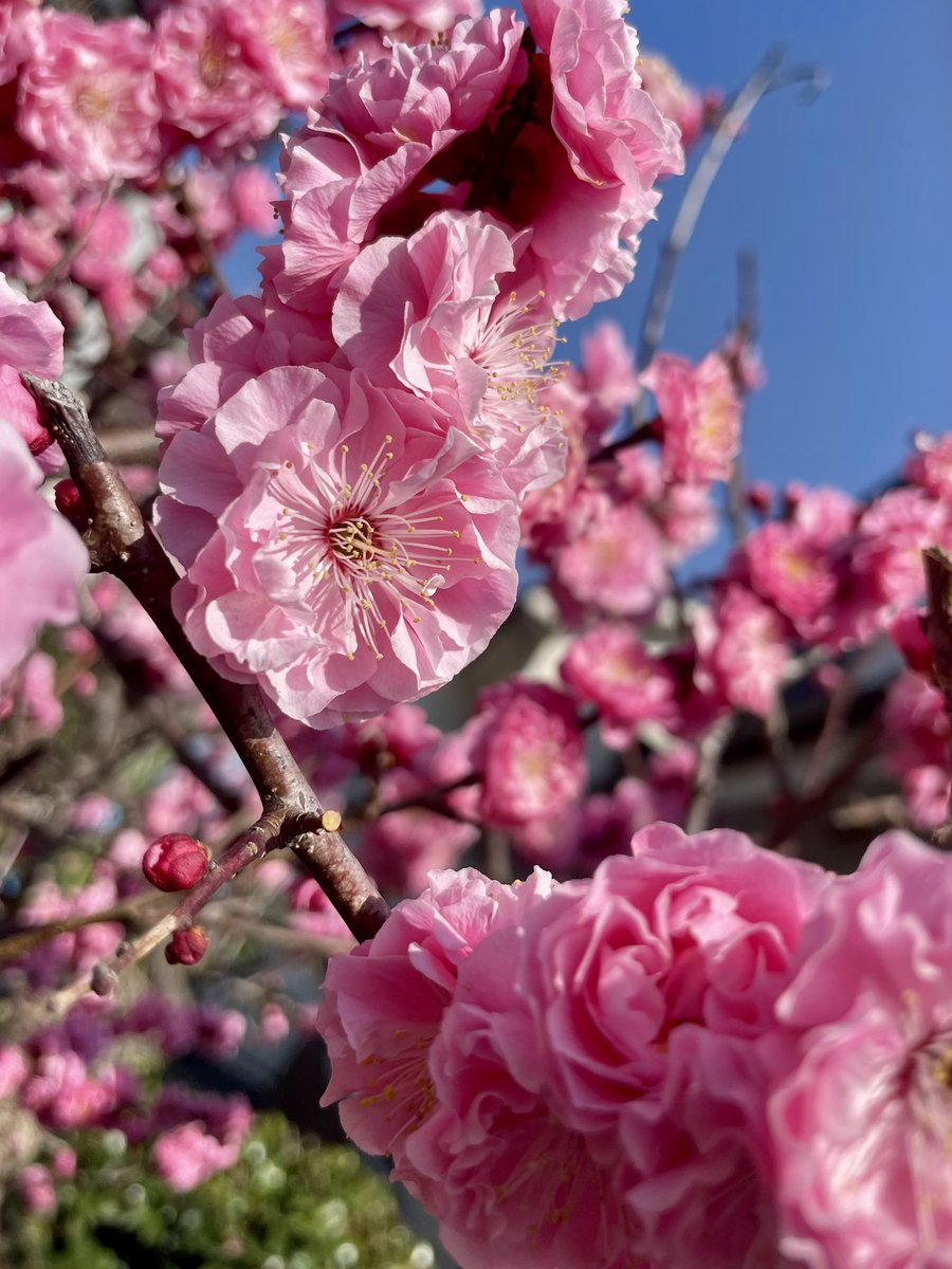 次のバスまで80分もあるのに、時間を勘違いしていてバスがちょうど行ってしまった。仕方ないので駅まで30分歩いている。ここは時間の流れの違う町、、
母宅の紅梅は綺麗でした。
