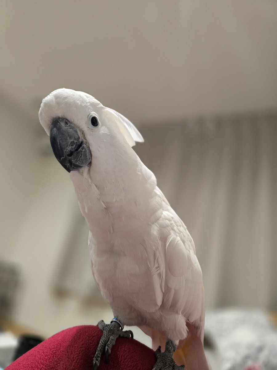 なーこ tweet media