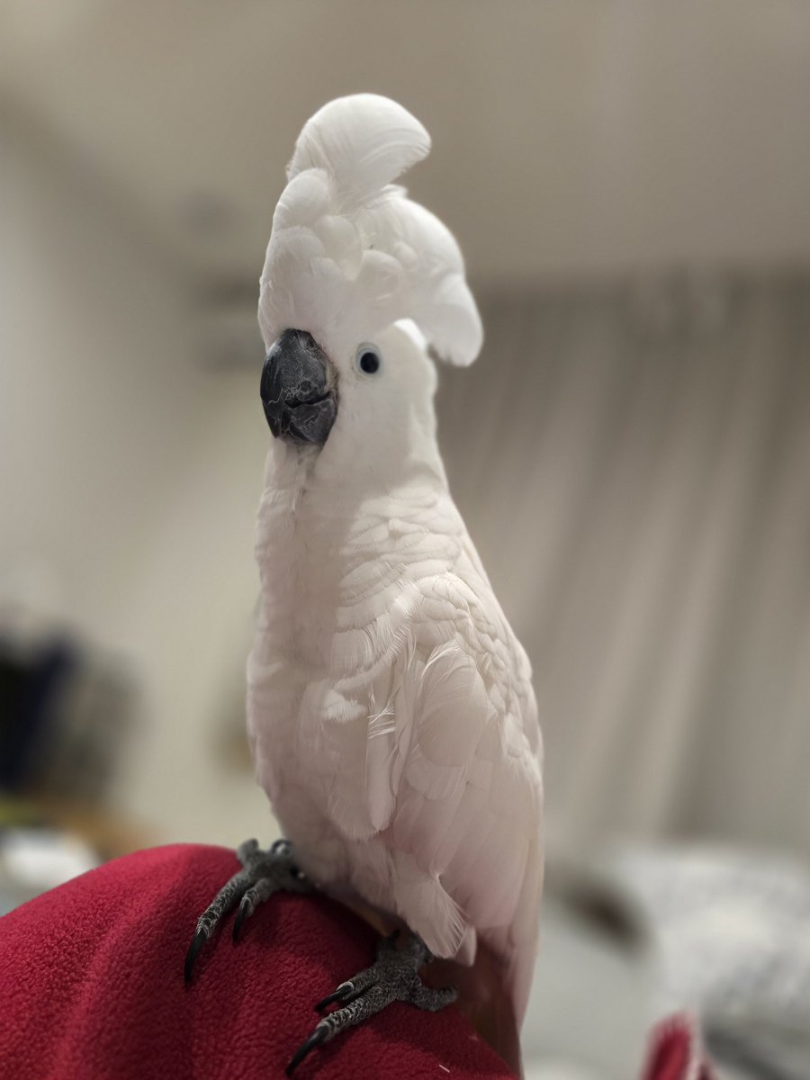 なーこ tweet media