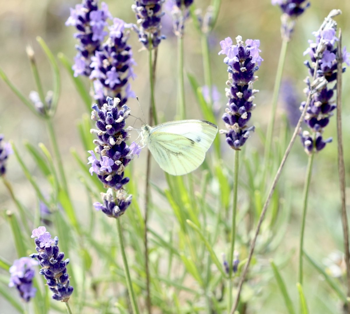 Goedemorgen,
Fijne dag gewenst hopelijk met 🌞