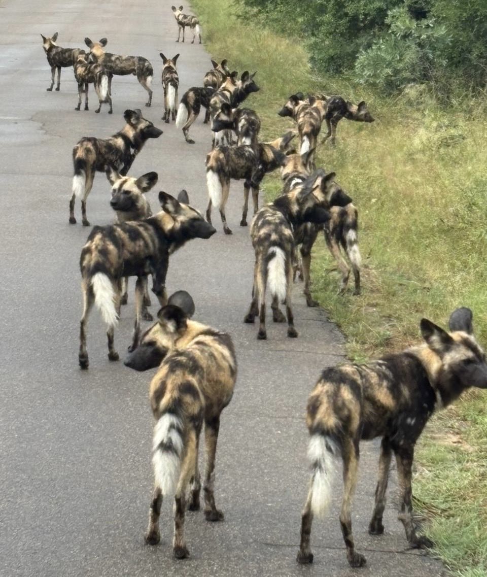 The Real KING OF THE JUNGLE tweet media