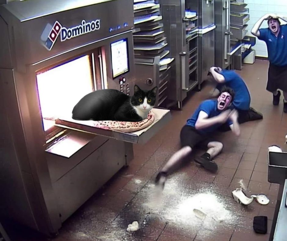 ハチワレ猫しゃち tweet media