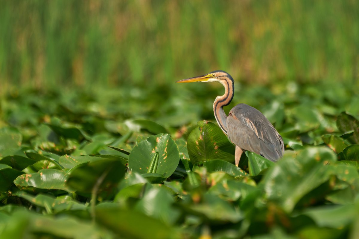 andreiprodan_'s tweet photo. Purple heron - Ardea purpurea

#wildlifephotography 
#birdwatching 
#birding https://t.co/gRupqC7fIN