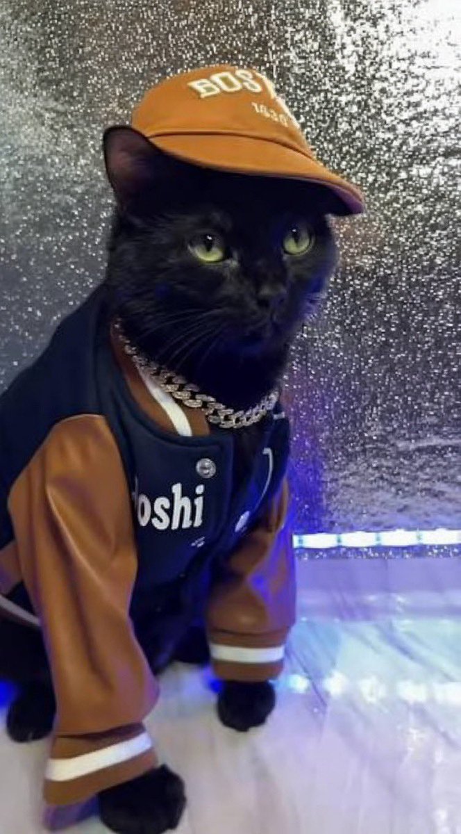 Official Catcoin tweet media