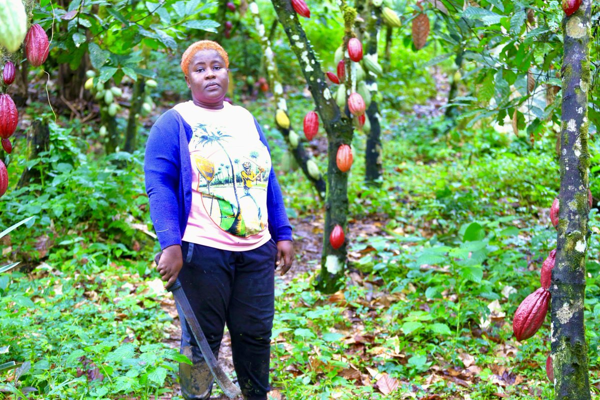 PNUD Cameroun tweet media