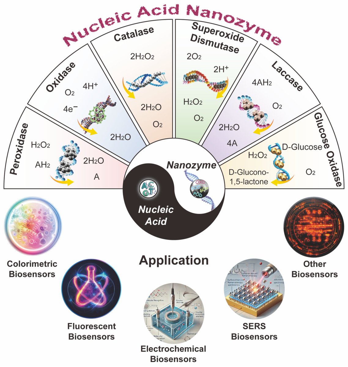 Biosensors_MDPI's tweet image. 📣Call for Reading:

#Review
Exploring Nucleic Acid Nanozymes: A New Frontier in Biosensor Development

by Wentao Xu et al.

mdpi.com/2079-6374/15/3…

#NucleicAcid #nanozyme #aptamers
#biosensors #mdpi #openaccess