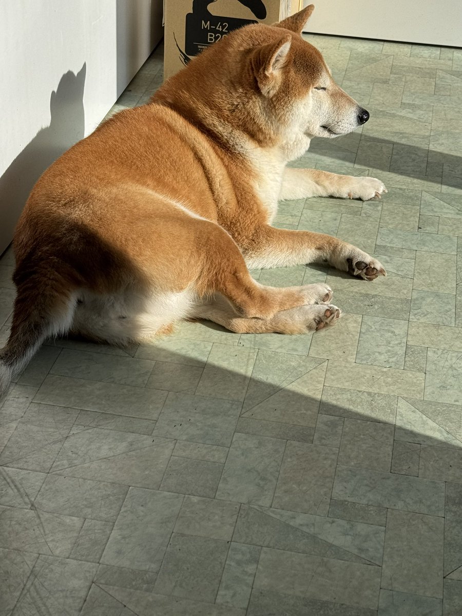 日向ぼっこむぎちゃんなのだ