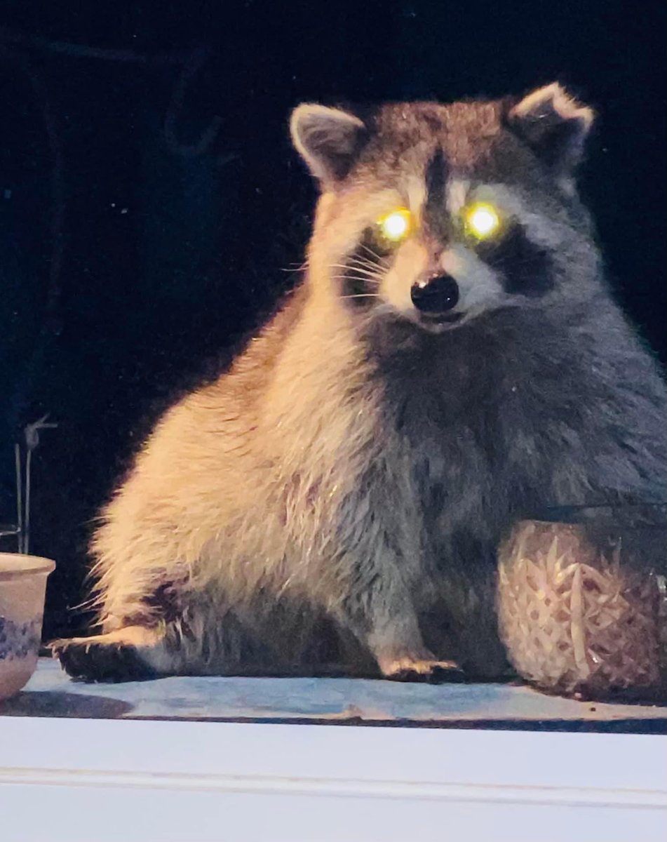 Raccoons Hourly tweet media