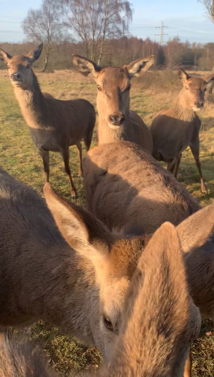 twistybonce's tweet image. Good morning all 🌄
Wishing you a wonderful start to your week 🦌🤎
#daughterpic #MondayMotivaton #NaturePhotography