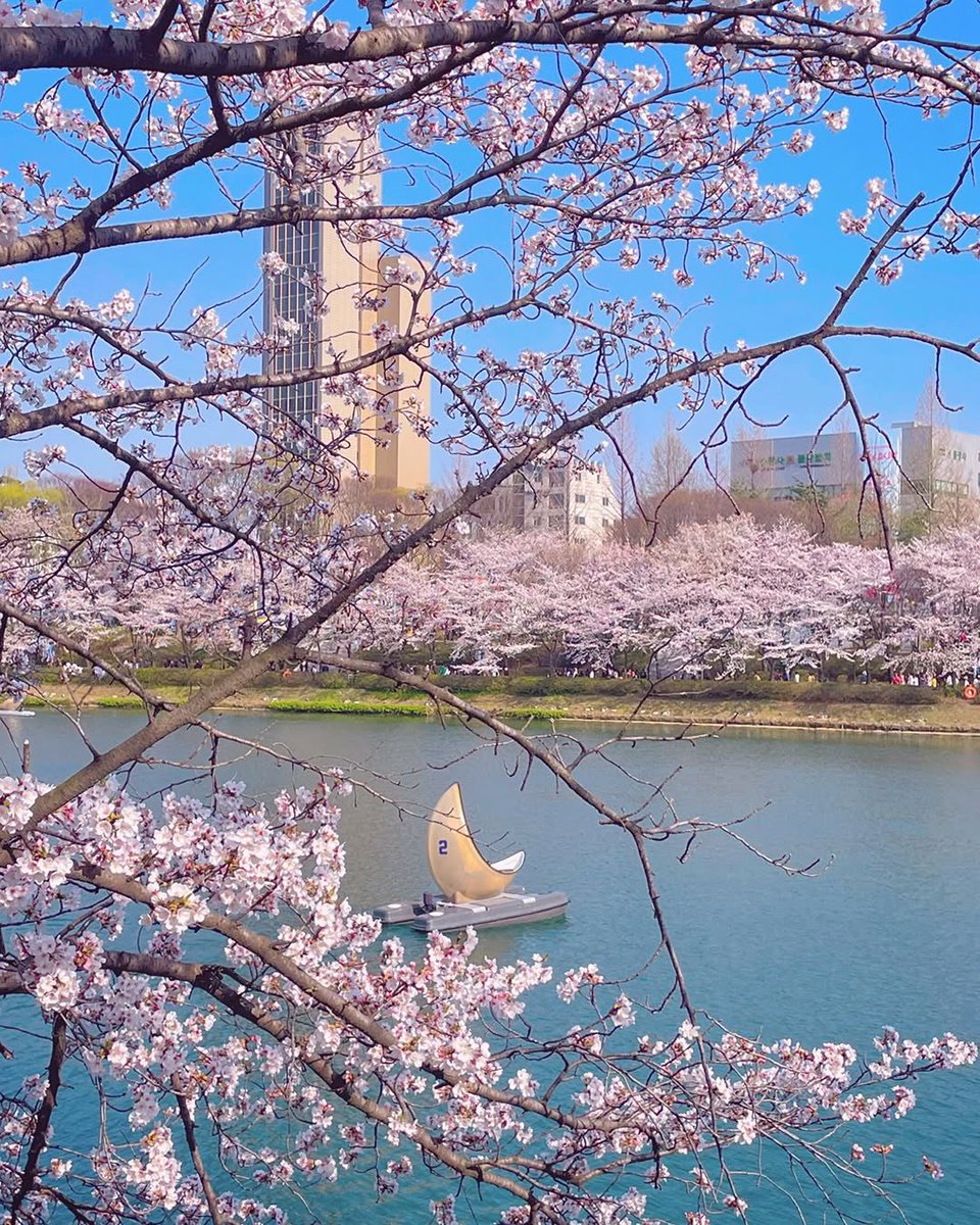 ประกาศแล้วค่า! เทศกาลพ็อตกดที่ทะเลสาบซอกชน🌸
2026 Seokchon Lake Cherry Blossom Festival  ~ ปีนี้มีจะจัดวันที่ 1 - 5 เม.ย. นี้่

ตรงนี้เป็นจุดชมพ็อตกดสวยอันดับต้นๆของโซล พ็อตกดฉ่ำแน่นๆรอบทะเลสาบ มีวิวปราสาท Lotte World และตึก Lotte Tower ตอนฟูลบลูมปังไม่ไหว ~