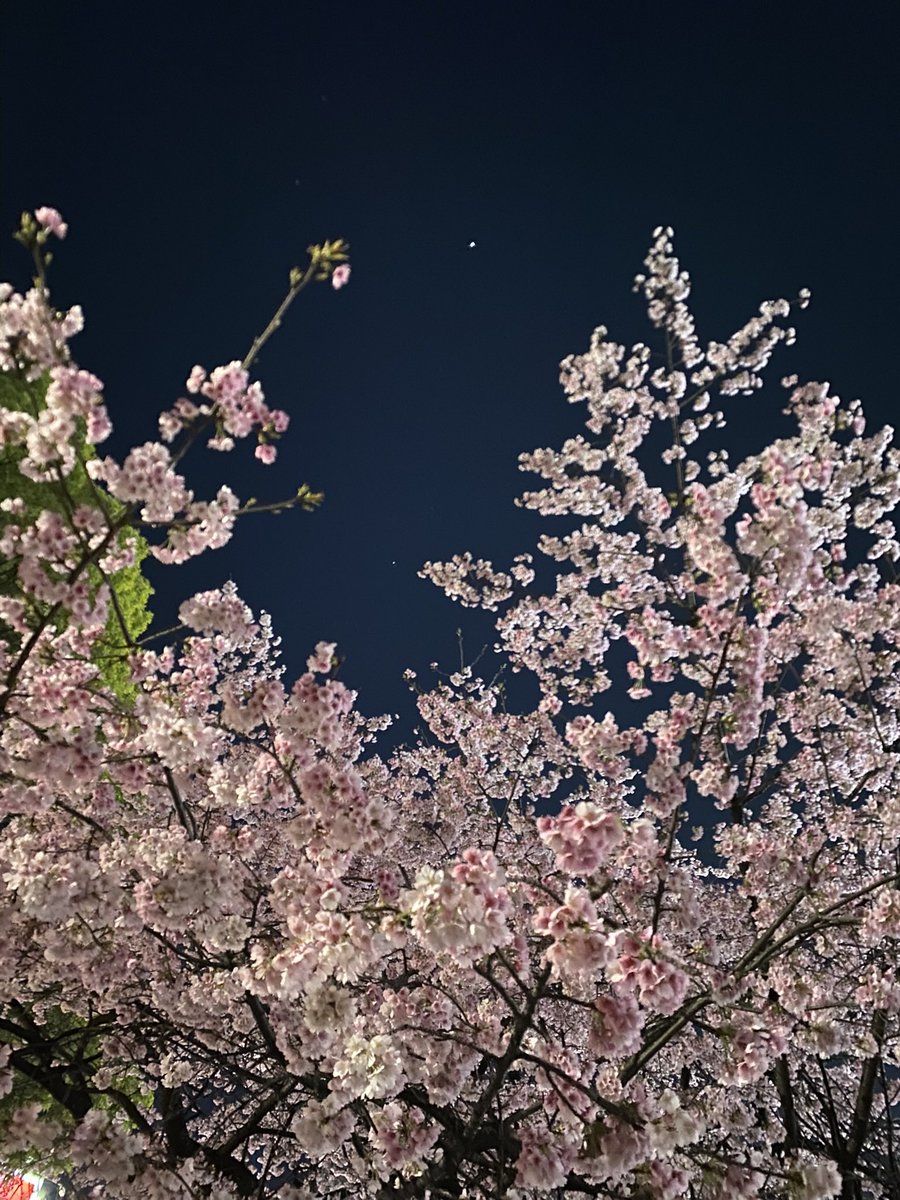 mika_MagicG's tweet photo. 桜と星が撮れました🌸🌟 https://t.co/eUESNO5J6C