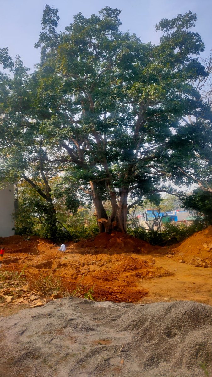 Illegal Tree Cutting Alert 
A 60-year-old tree reportedly being cut near Khalanga Heights, Dehradun. Serious environmental concern — authorities urged to investigate and stop the damage immediately.
#Dehradun #SaveTrees #Environment #Uttarakhand #ForestDepartment #BreakingNews