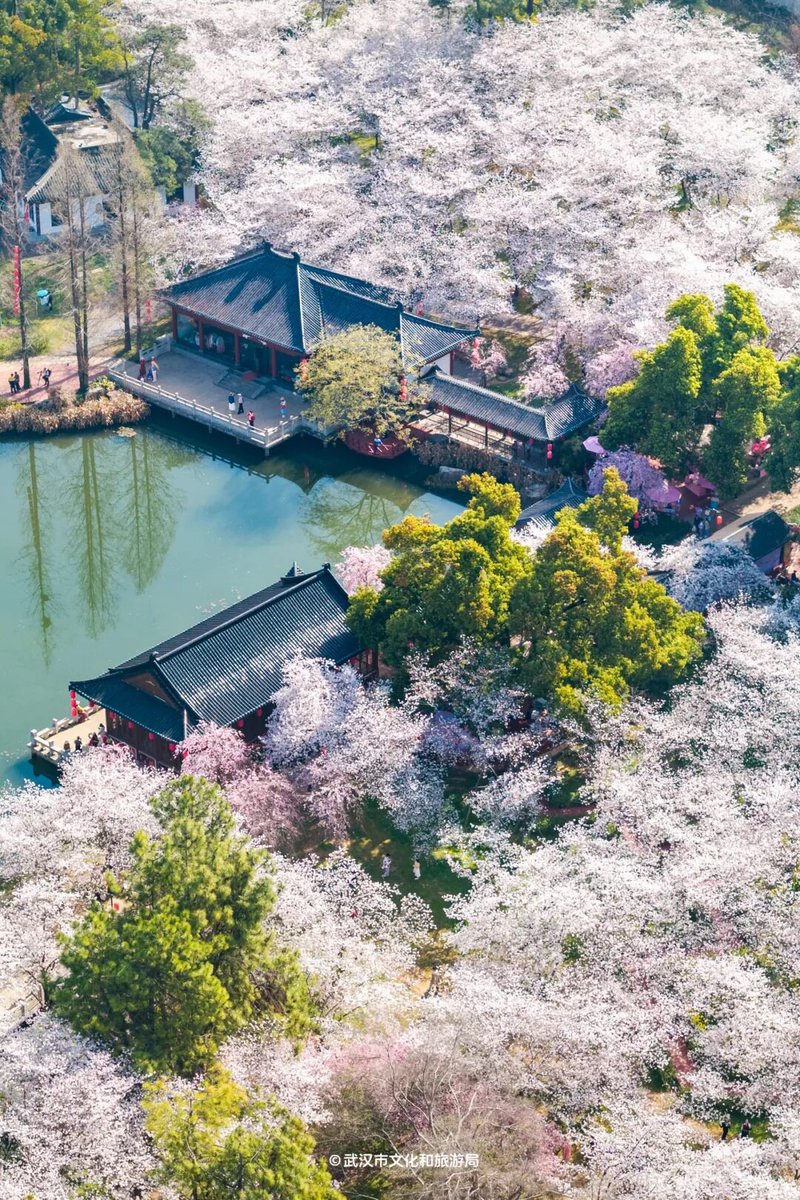 OpticsValleyCN's tweet photo. ๐ธ#OVC's East Lake #CherryBlossom #Garden is now open!
The garden, one of the best cherry blossom viewing spots in the world, has added 15 new varieties this year, now with over 100 in total. Peak bloom is expected in mid-to-late March. #OVCInBloom #BeautifulOVC https://t.co/iJWugQxUBh
