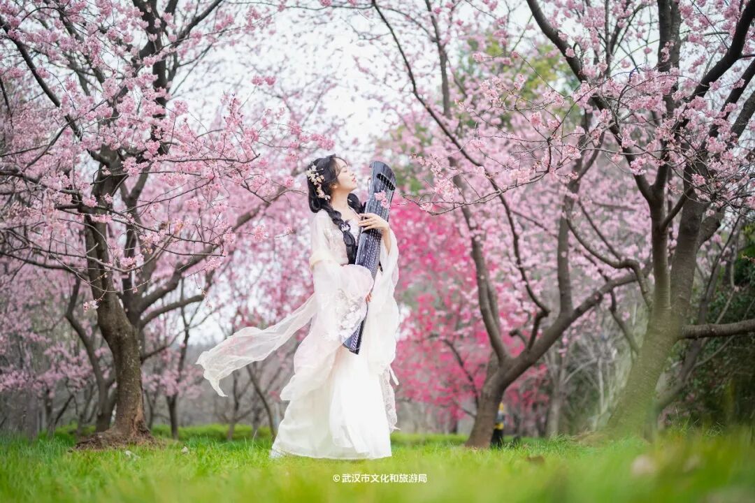 OpticsValleyCN's tweet photo. ๐ธ#OVC's East Lake #CherryBlossom #Garden is now open!
The garden, one of the best cherry blossom viewing spots in the world, has added 15 new varieties this year, now with over 100 in total. Peak bloom is expected in mid-to-late March. #OVCInBloom #BeautifulOVC https://t.co/iJWugQxUBh