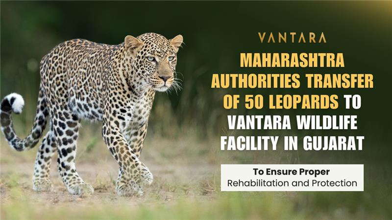 anantdadaambani's tweet image. Maharashtra authorities transfer 50 leopards to Vantara Wildlife Facility in Gujarat to ensure proper rehabilitation and protection. A strong step towards wildlife conservation. 
#Vantara #WildlifeConservation #Leopard #SaveWildlife #AnimalCare #AnantAmbani