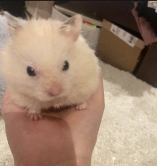 Tweets Of Hamster tweet media