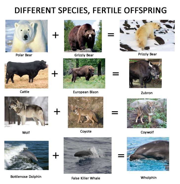 DEI 4 White Guys tweet media