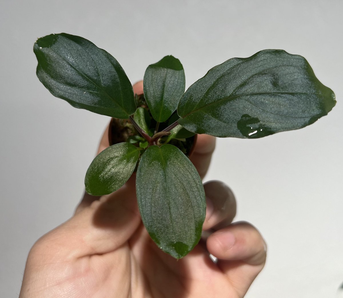 しょうた tweet media