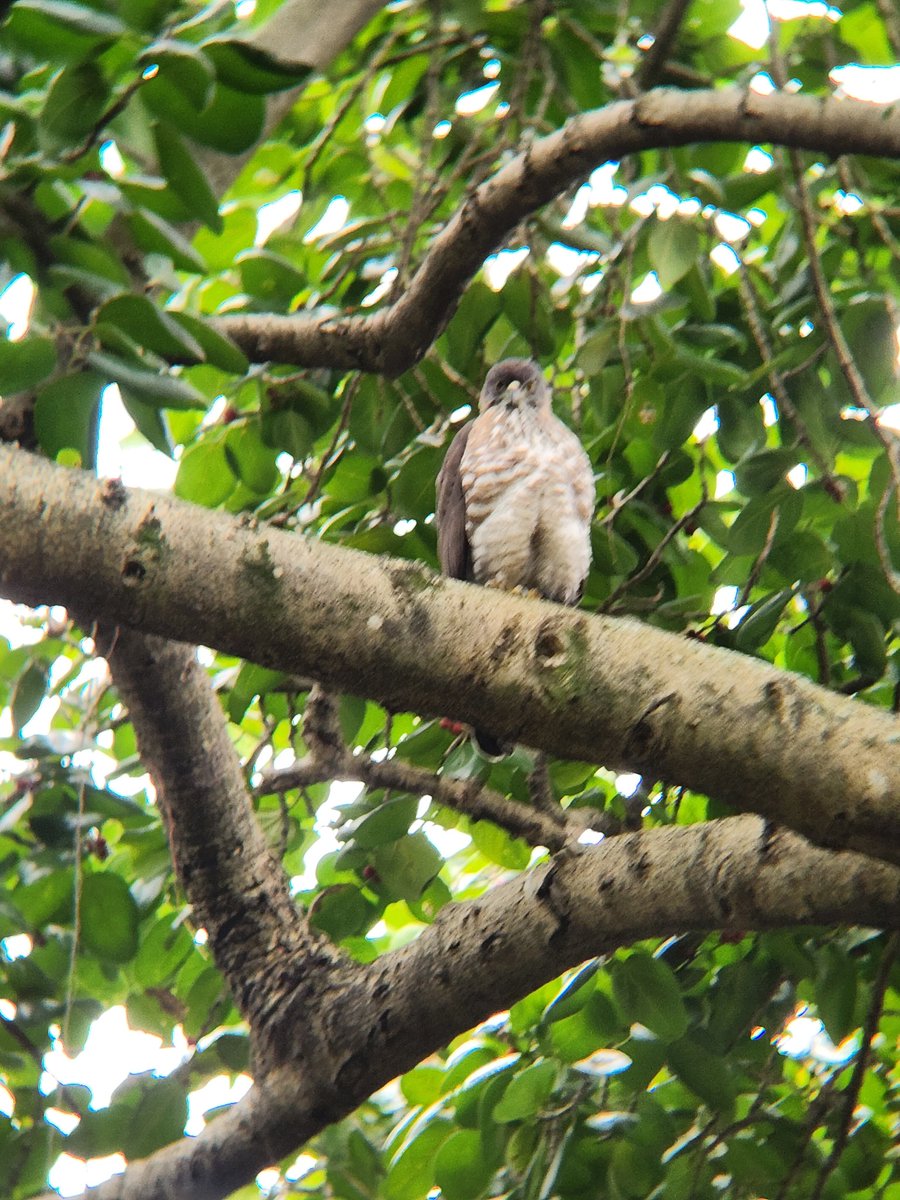 오리넉울 tweet media