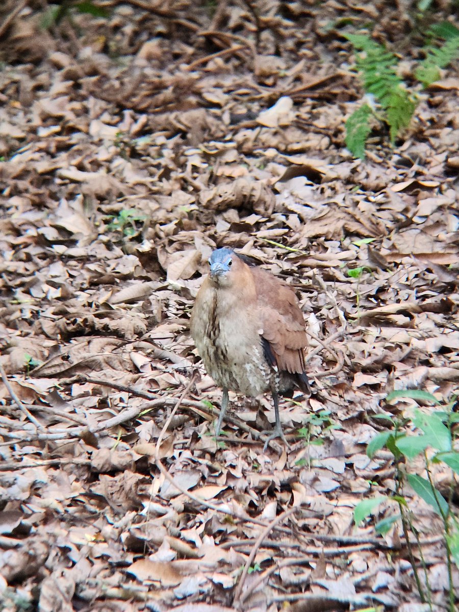 오리넉울 tweet media