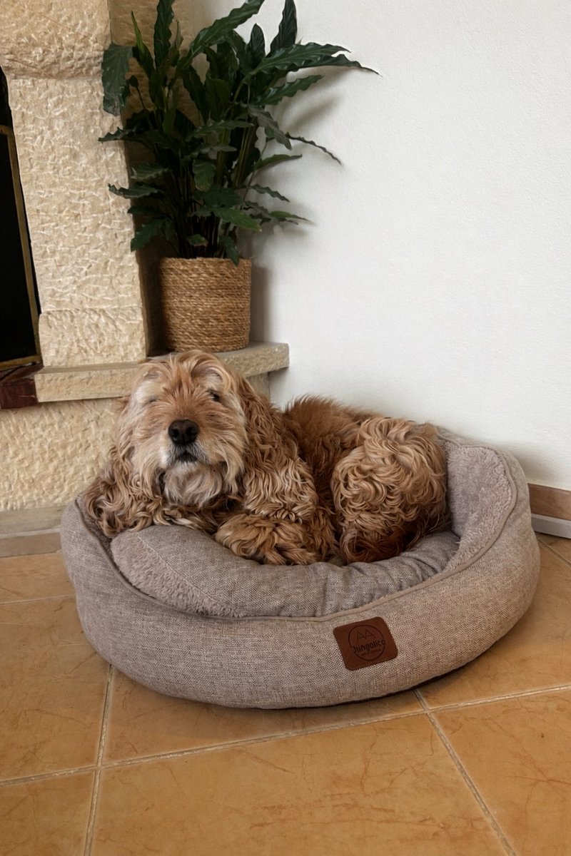 Safkan cins köpek olması onun 2 kere terkedilmesine engel olmadı malesef
ilk sahibi 7 yaşında barınaga bıraktı
ordan çıkardık ikinci sahibi de 5 ay sonra terketti
Bella artık kendini ait hissedeceği güvenip de hüsrana uğramayacağı bir yuva arıyor 
sağlıklı, akıllı ve sahibine çok