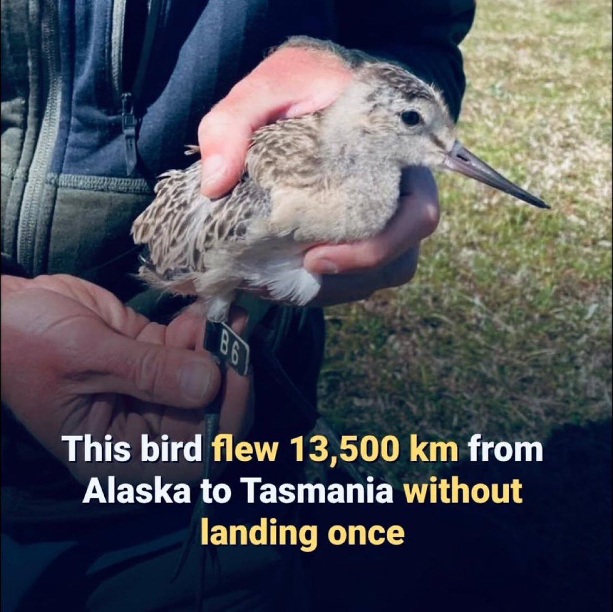 یہ چھوٹا سا پرندہ گیارہ دن مسلسل بغیر رکے  ساڑھے تیرہ ہزار کلو میٹر اڑ کر ورلڈ ریکارڈ بنا چکا ہے سائنسدان بتا رہے اس کا جسمانی میکنزم بھی ایک شاہکار ہے اللہ کی قدرت کا شاہکار ہے یہ