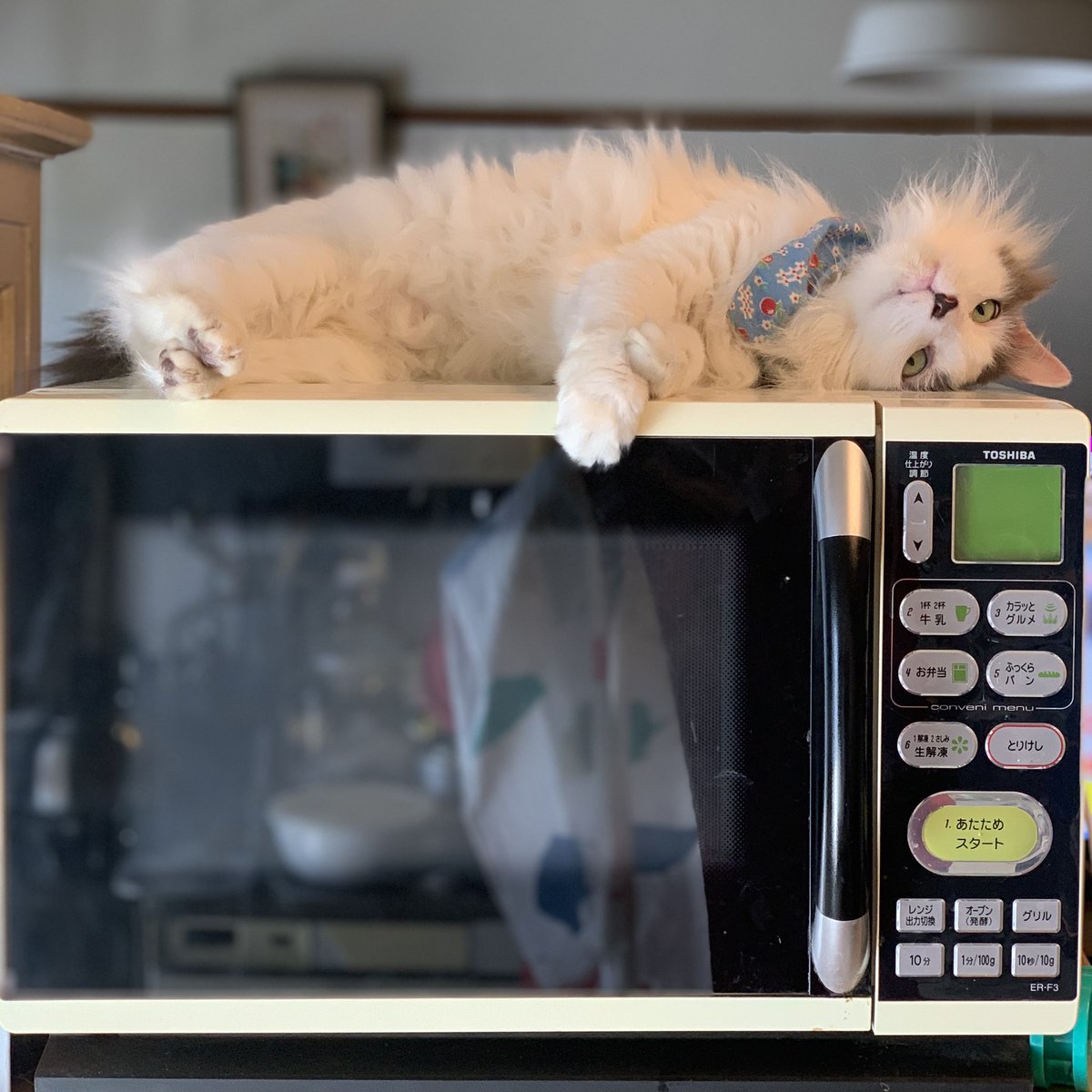 郷土玩具と古本 旅猫雑貨店(雑司が谷) tweet media