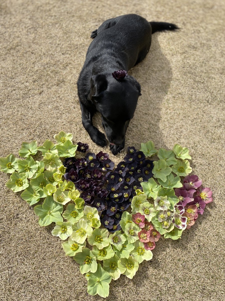 クリスマスローズの花殻

並べはじめてすぐ面倒になり詰め込んだから黒ギュウギュウw
右上もちょっと欠けてる😂
雑い♡