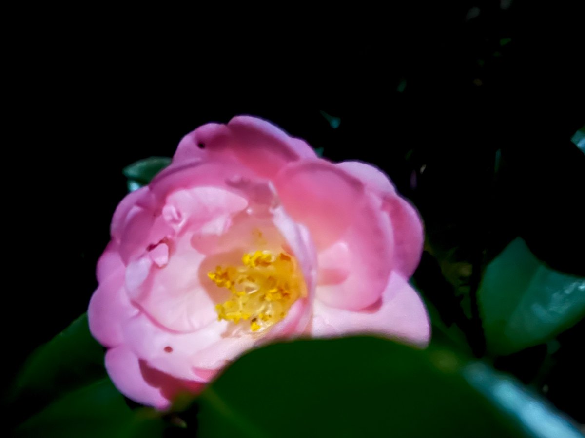 🌸るんば🍁るんば🍑 tweet media