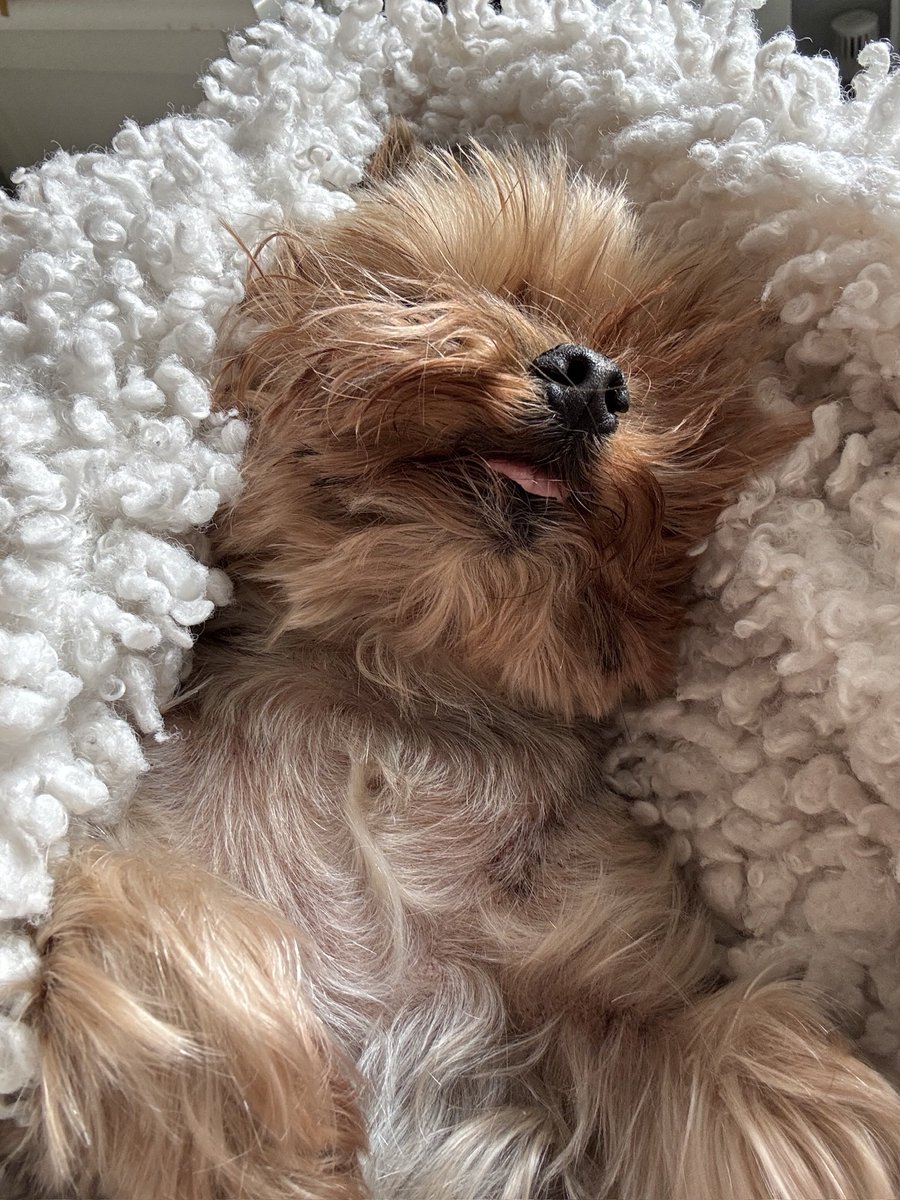 Lord Billy (oh, and Beatrix) tweet media