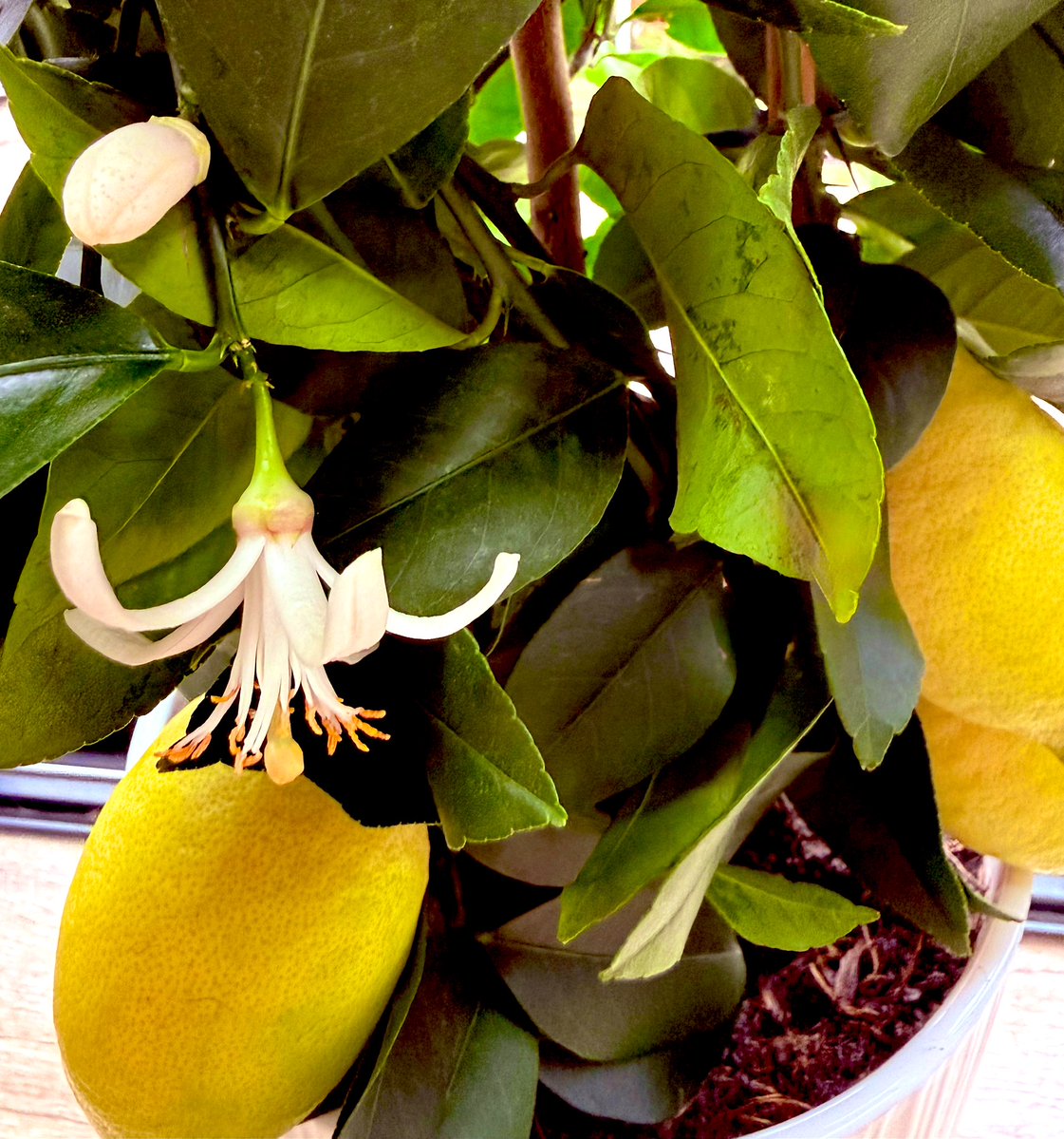 Lesley - FPL ⚽️🎶 tweet media