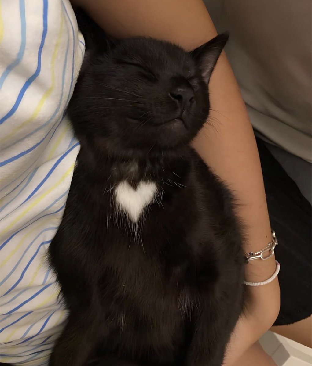 contents that ll heal your depression 🌻 (@catshealdeprsn) on Twitter photo 