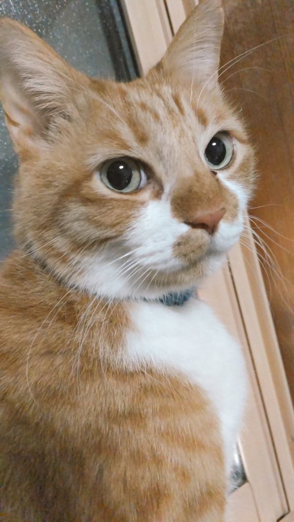 🐝はちねこ🐱 tweet media