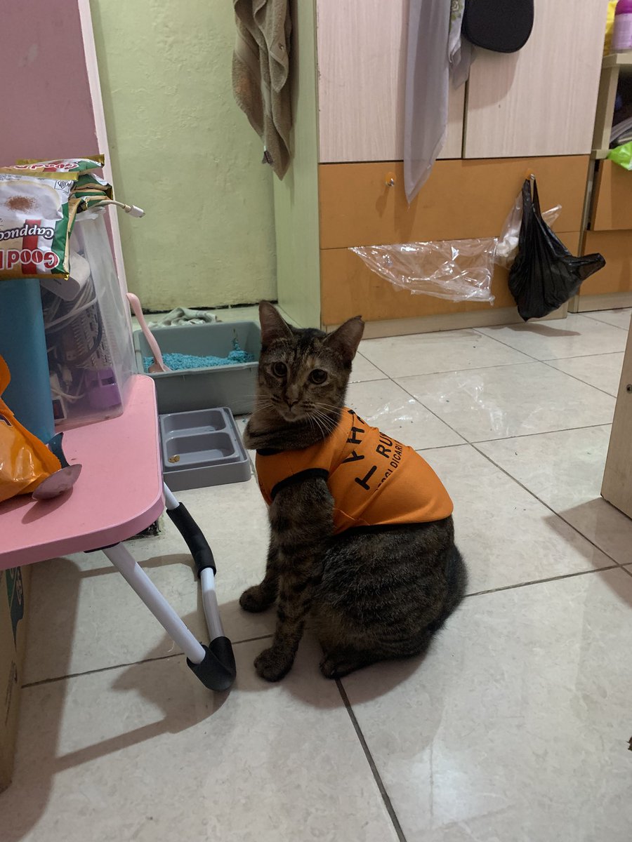 OPEN ADOPT KUCING | Ais👾 tweet media