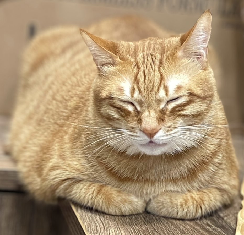 朔Sakuro🐍Meridian🍎新原創曲【陪你】 tweet media